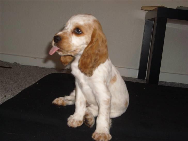 Cocker spaniel Jadzia *R.I.P.* billede 1