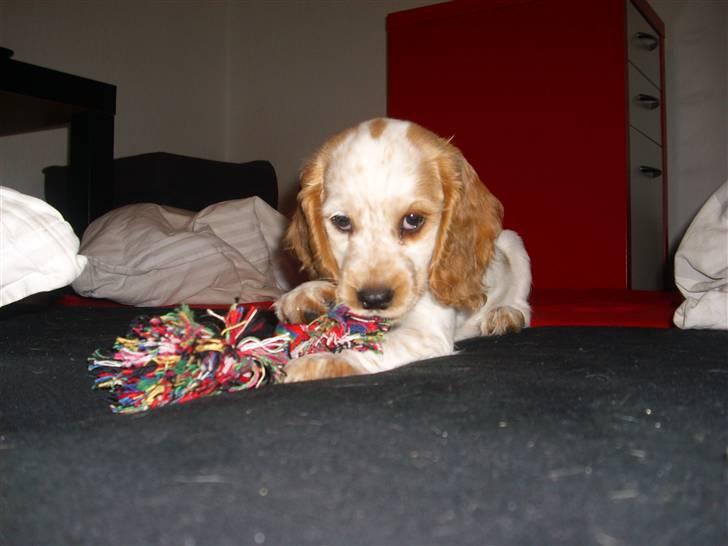 Cocker spaniel Jadzia *R.I.P.* billede 2