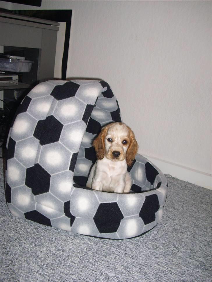 Cocker spaniel Jadzia *R.I.P.* billede 3