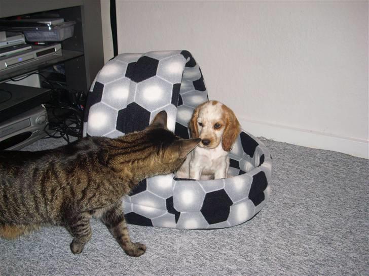 Cocker spaniel Jadzia *R.I.P.* billede 4