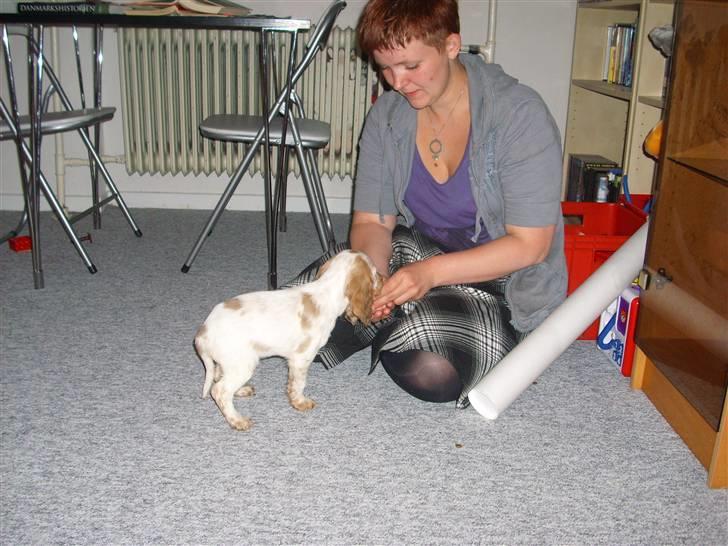 Cocker spaniel Jadzia *R.I.P.* billede 5