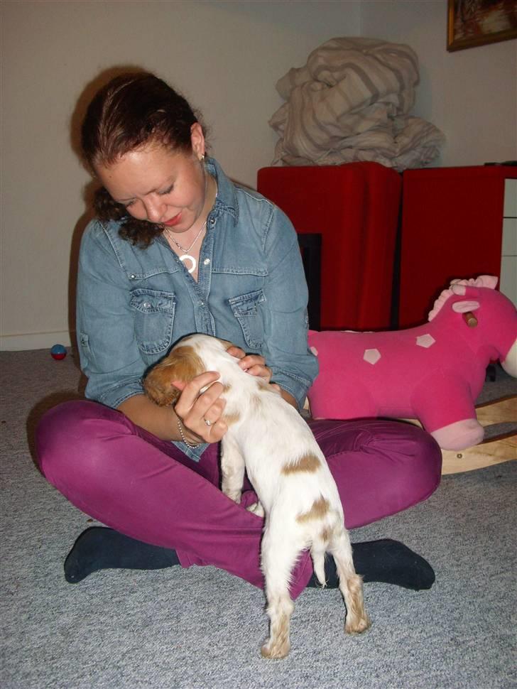 Cocker spaniel Jadzia *R.I.P.* billede 6