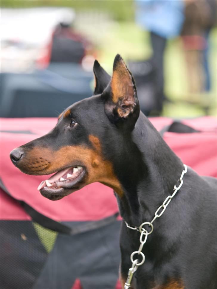 Dobermann Bomb. Cody di Altobello R I P 19.7.2014 - Foto af Christian G. Frandsen billede 14