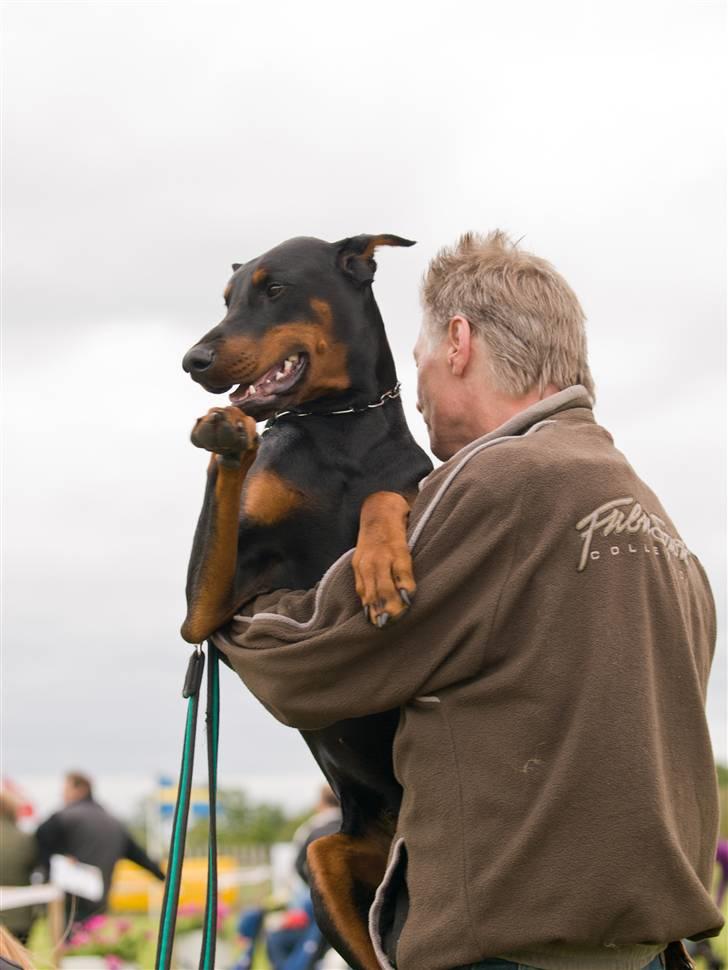 Dobermann Bomb. Cody di Altobello R I P 19.7.2014 - Foto af Christian G. Frandsen billede 15