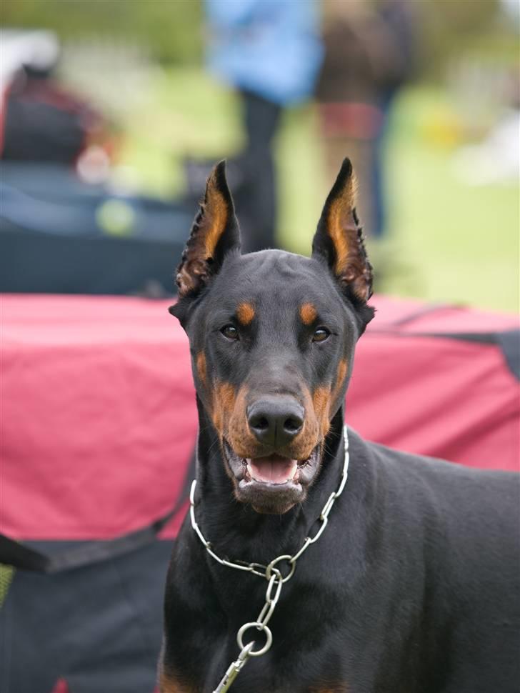 Dobermann Bomb. Cody di Altobello R I P 19.7.2014 - Foto af Christian G. Frandsen billede 16