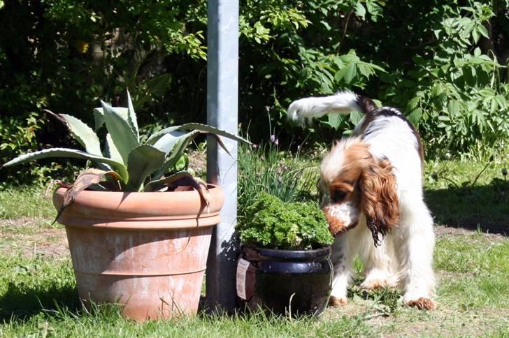 Cocker spaniel Bertram billede 6