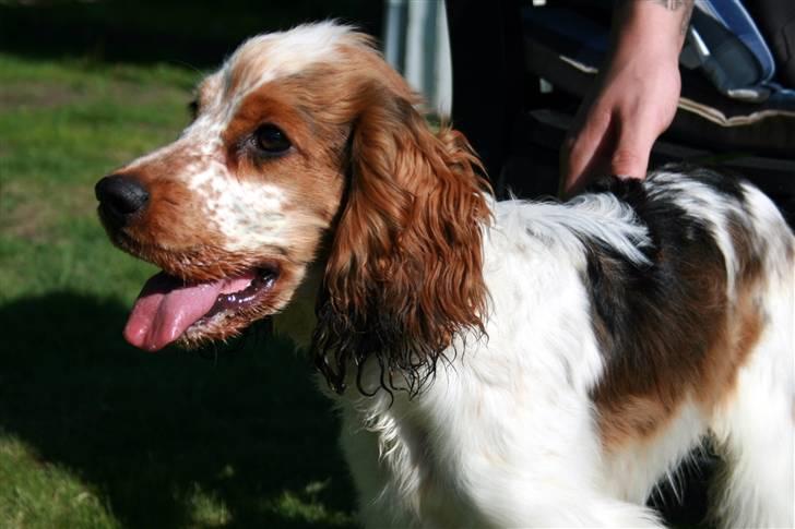 Cocker spaniel Bertram billede 7