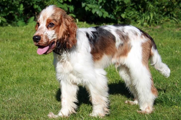 Cocker spaniel Bertram billede 8