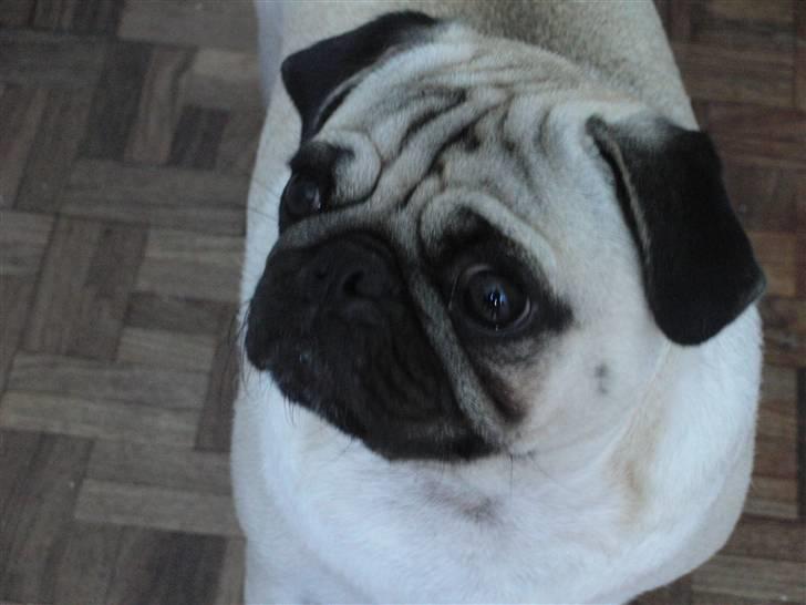Mops Milo billede 5