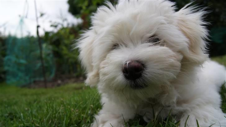 Bichon havanais Gydegaard's Magnus billede 19