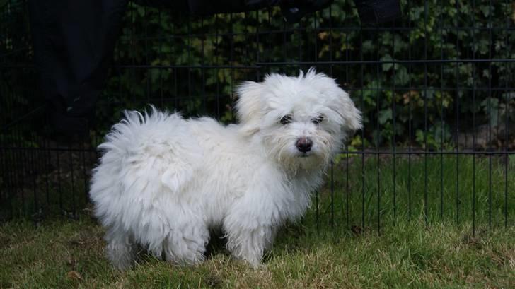 Bichon havanais Gydegaard's Magnus billede 20
