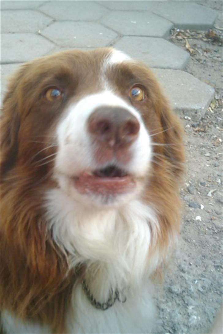 Border collie Mickey R.I.P.3/9-2010 billede 1