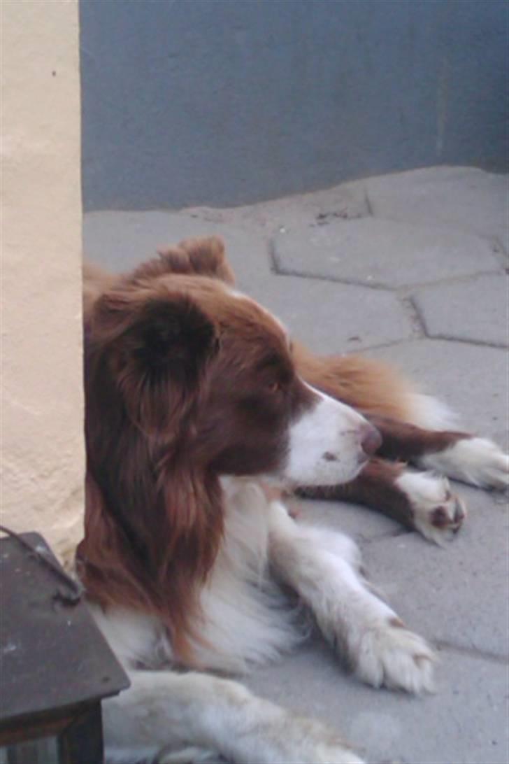 Border collie Mickey R.I.P.3/9-2010 billede 2