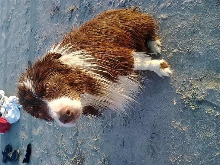 Border collie Mickey R.I.P.3/9-2010 billede 3