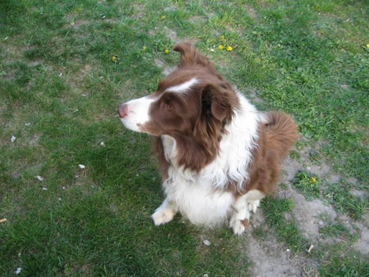 Border collie Mickey R.I.P.3/9-2010 billede 4