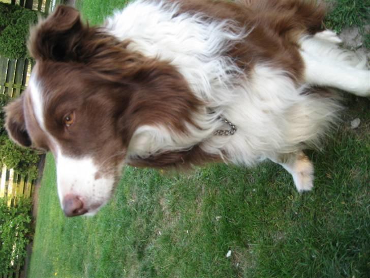Border collie Mickey R.I.P.3/9-2010 billede 5