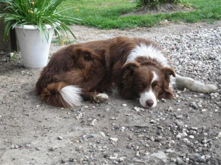 Border collie Mickey R.I.P.3/9-2010 billede 6