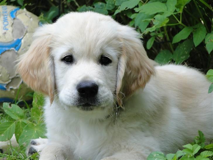 Golden retriever Oscar billede 1