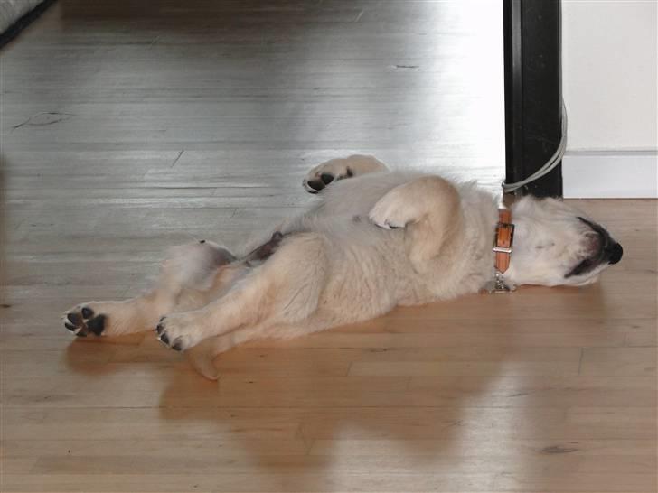 Golden retriever Oscar billede 2