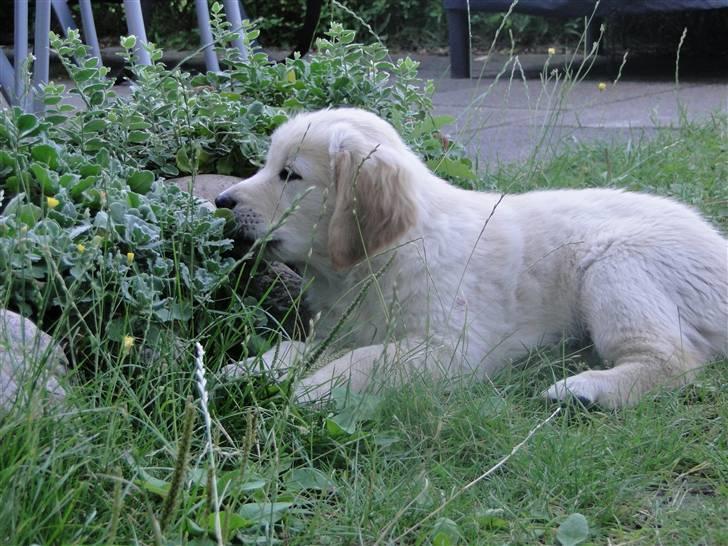Golden retriever Oscar billede 3