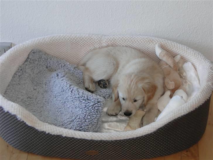 Golden retriever Oscar billede 4