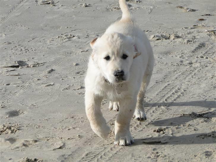 Golden retriever Oscar billede 5