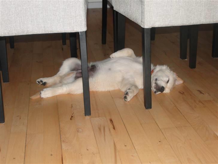 Golden retriever Oscar billede 6