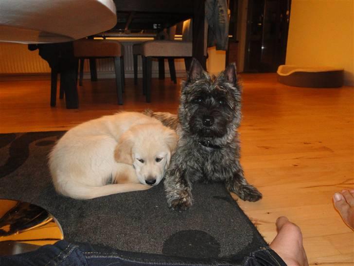 Golden retriever Oscar billede 7