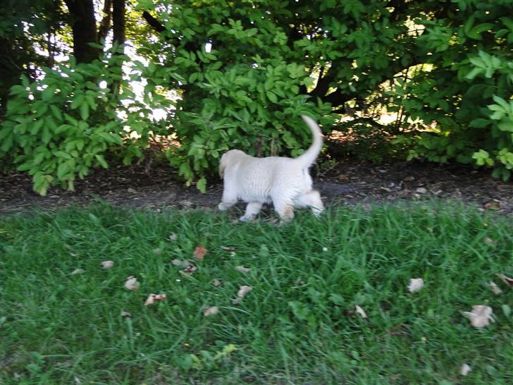 Golden retriever Oscar billede 8