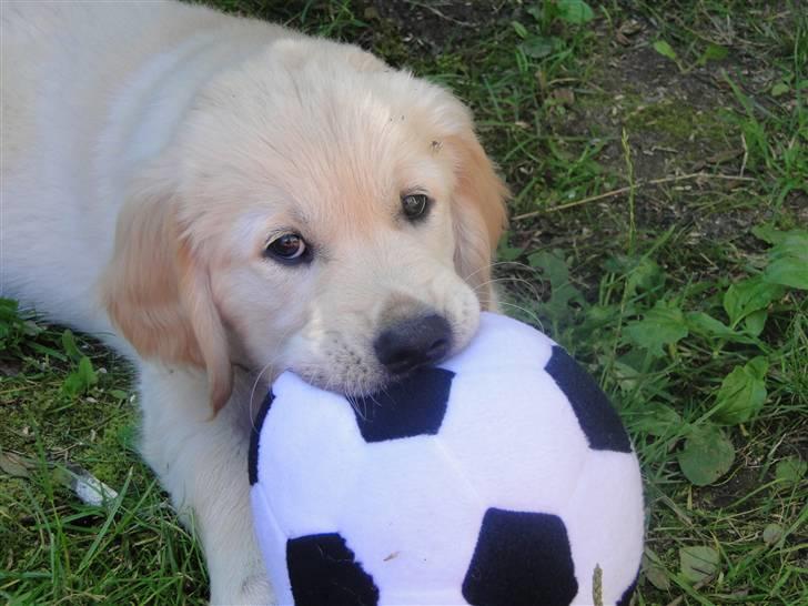 Golden retriever Oscar billede 9