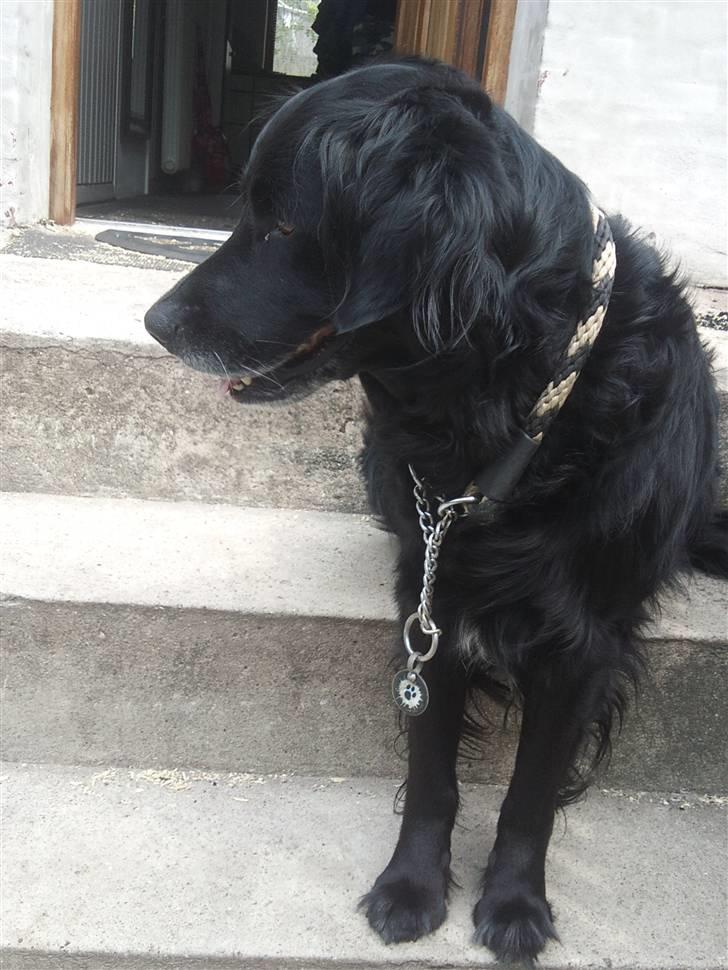 Blanding af racer Loui billede 1