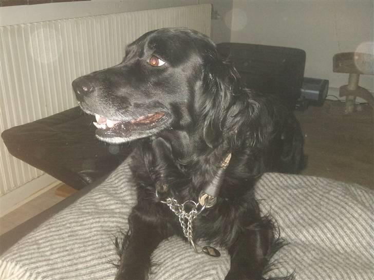 Blanding af racer Loui billede 2