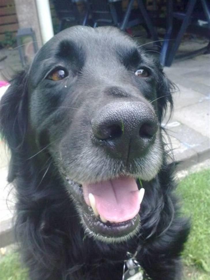 Blanding af racer Loui billede 3