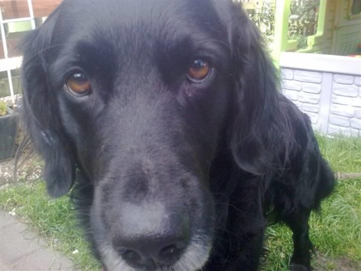 Blanding af racer Loui billede 5