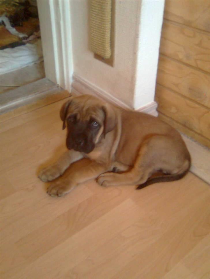 Mastiff angel - angel da hun var 10 uger billede 1