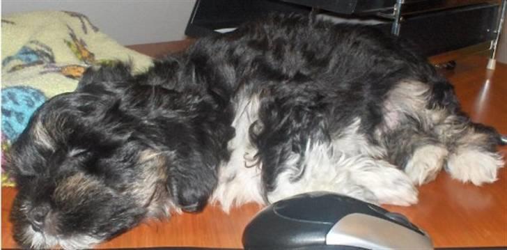 Blanding af racer Lhasa apso-Maltese-Herman - Herman 10 uger, med på arbejde billede 1