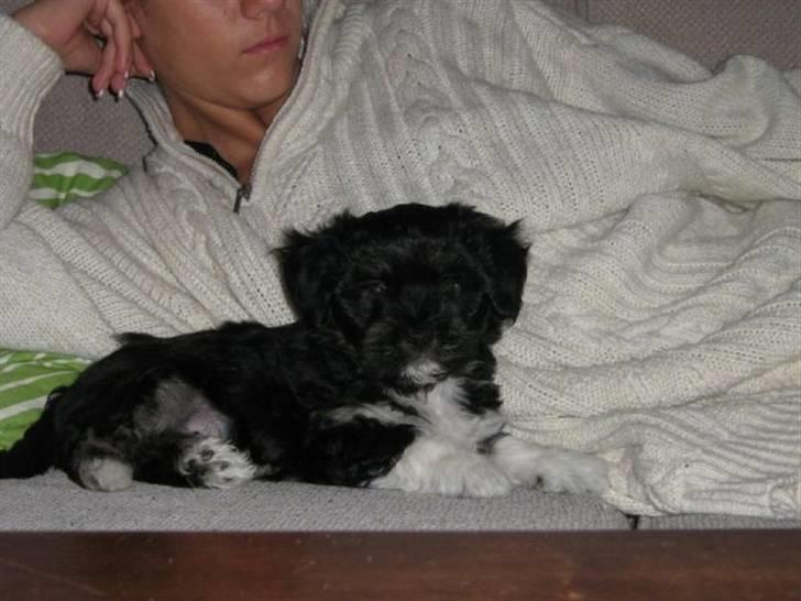 Blanding af racer Lhasa apso-Maltese-Herman - 8 uger, lige kommet hjem billede 2