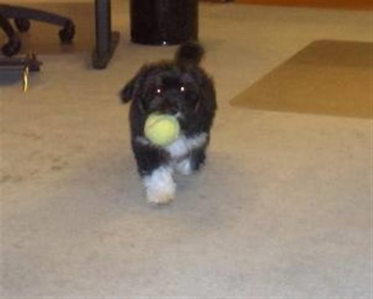 Blanding af racer Lhasa apso-Maltese-Herman - 12 uger, stadig med på arbejde billede 3