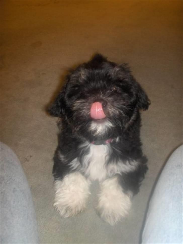 Blanding af racer Lhasa apso-Maltese-Herman - 12 uger, lidt fræk billede 4