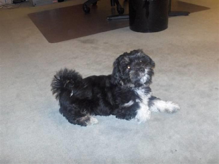 Blanding af racer Lhasa apso-Maltese-Herman - 13 uger og stadig med på arbejde, nu på deltid billede 5