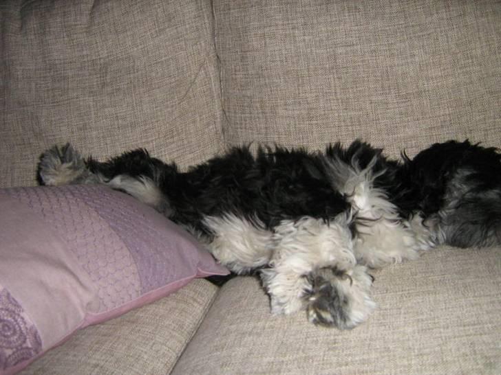 Blanding af racer Lhasa apso-Maltese-Herman - 10 måneder, Herman tar en slapper billede 6