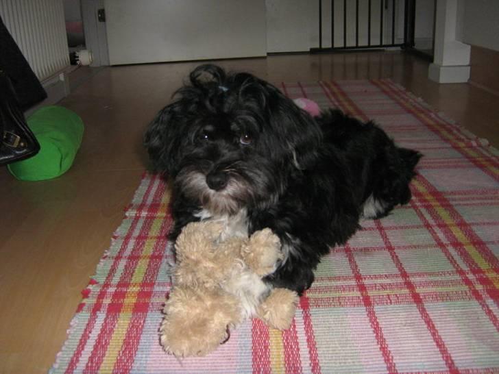 Blanding af racer Lhasa apso-Maltese-Herman - 10 måneder, yndlings bamsen billede 7