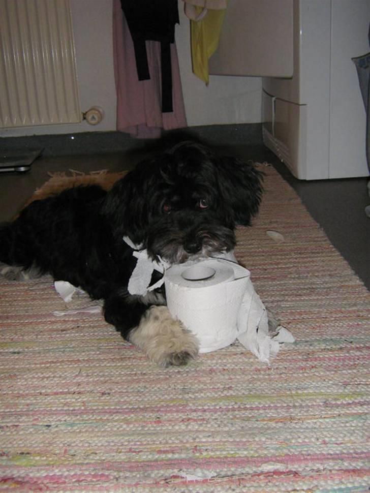 Blanding af racer Lhasa apso-Maltese-Herman - 11 måneder, jeg ved godt jeg ikke må det her billede 8