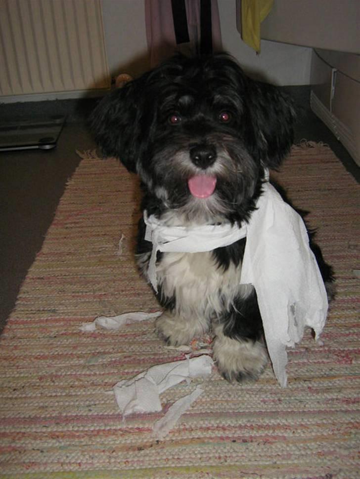 Blanding af racer Lhasa apso-Maltese-Herman - Men det er sjovt :o) billede 9