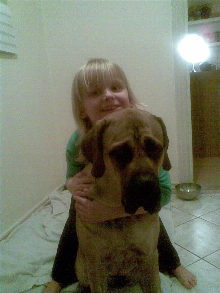 Mastiff angel billede 2