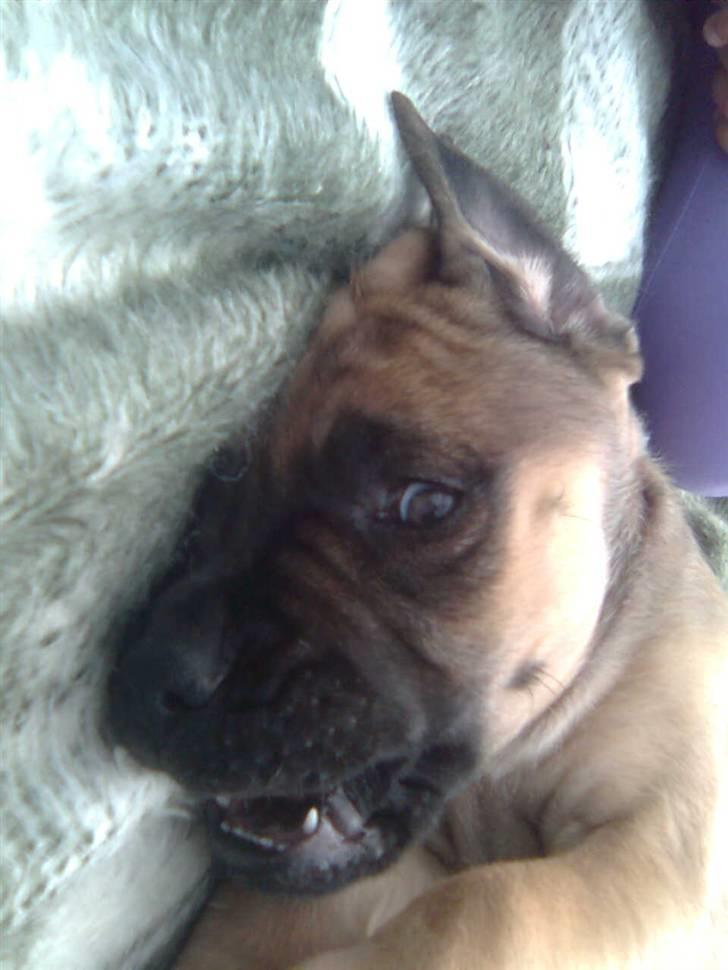 Mastiff angel billede 3