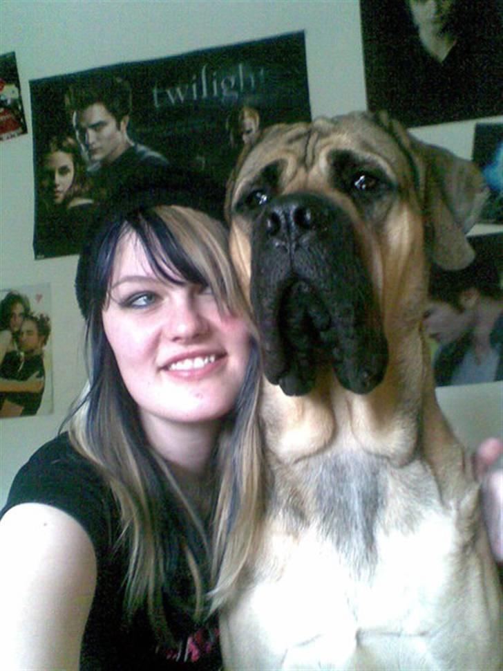 Mastiff angel billede 4