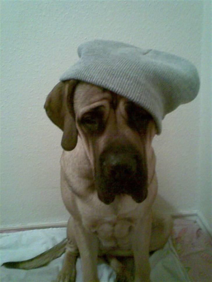 Mastiff angel billede 5