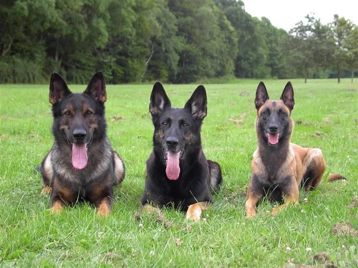 Malinois Hiro billede 12