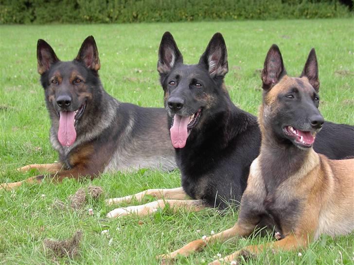 Malinois Hiro billede 13